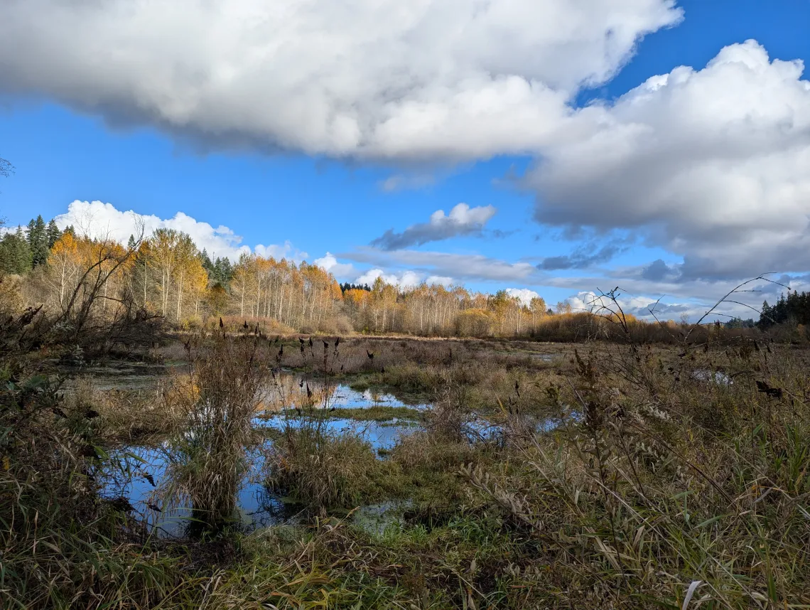 Scenic Wetlands