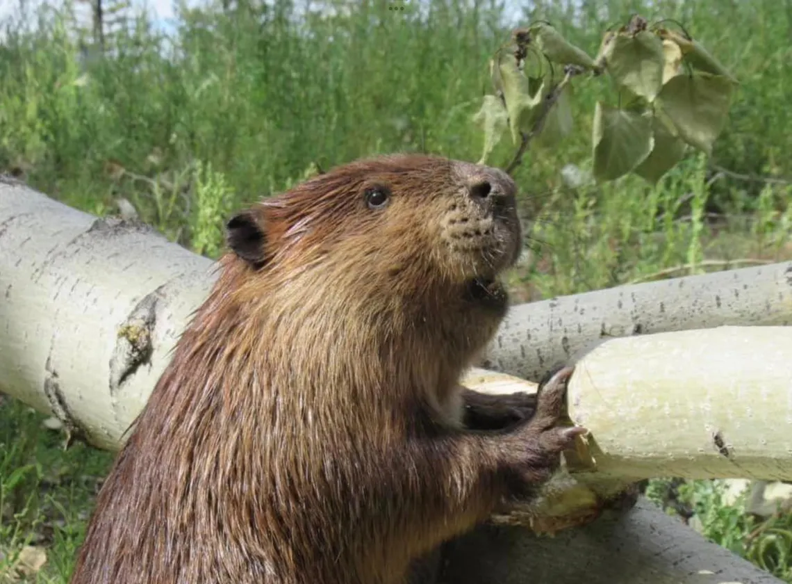 Adorable beaver next to chewed up birch tree with green foliage in the background