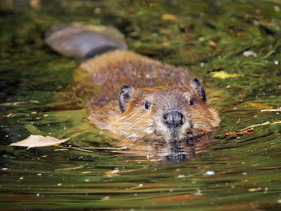 Brown beaver submerged in water
