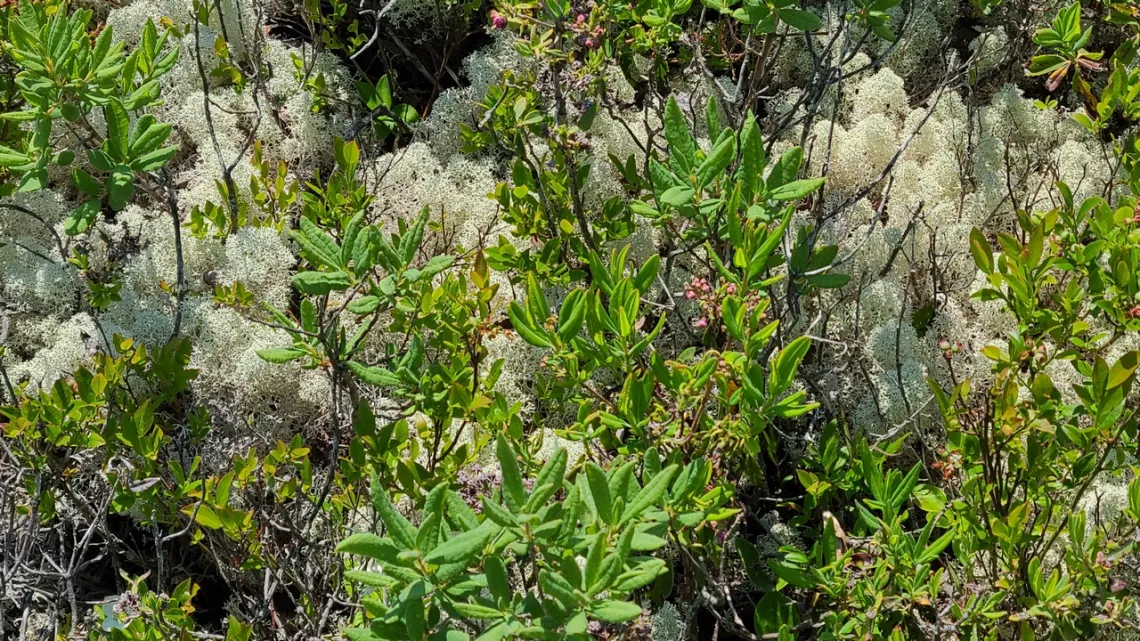 Reindeer moss