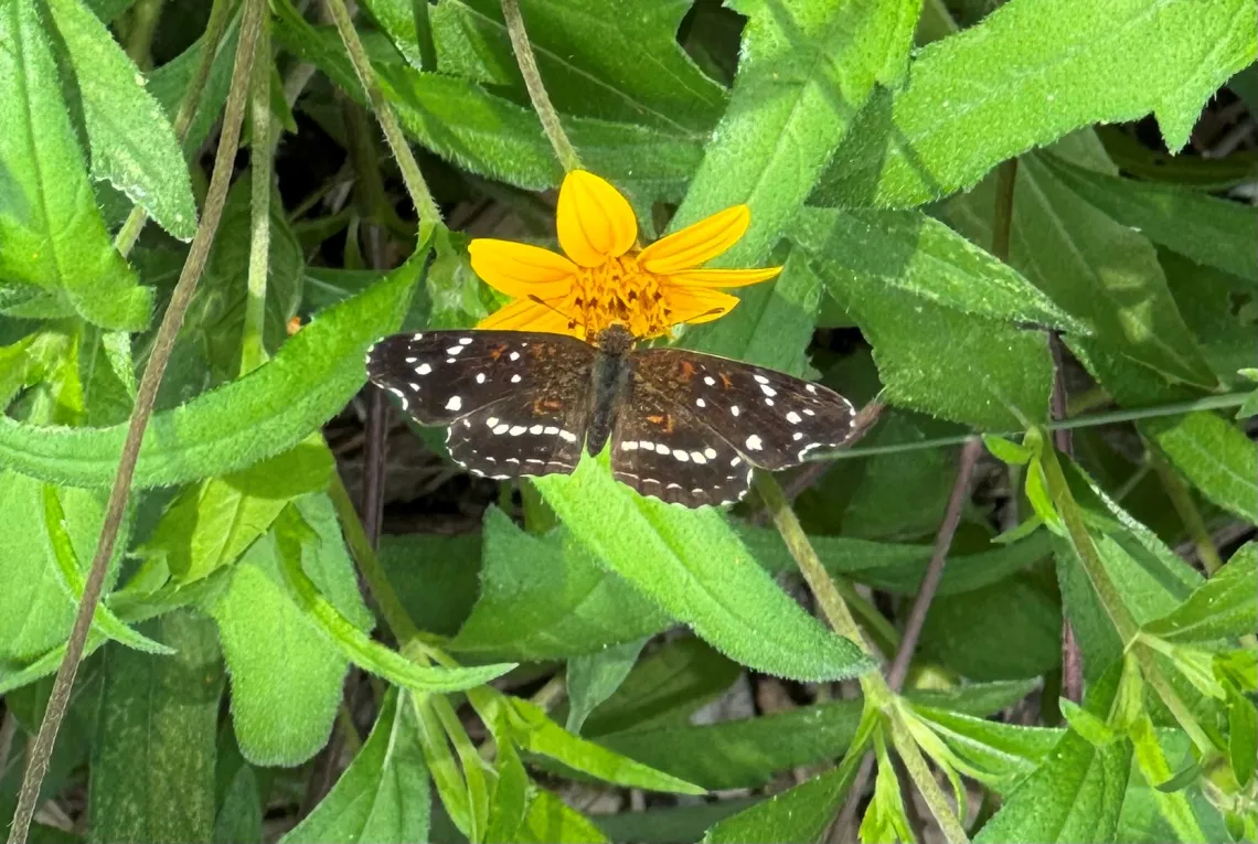 Texan Crescent 
