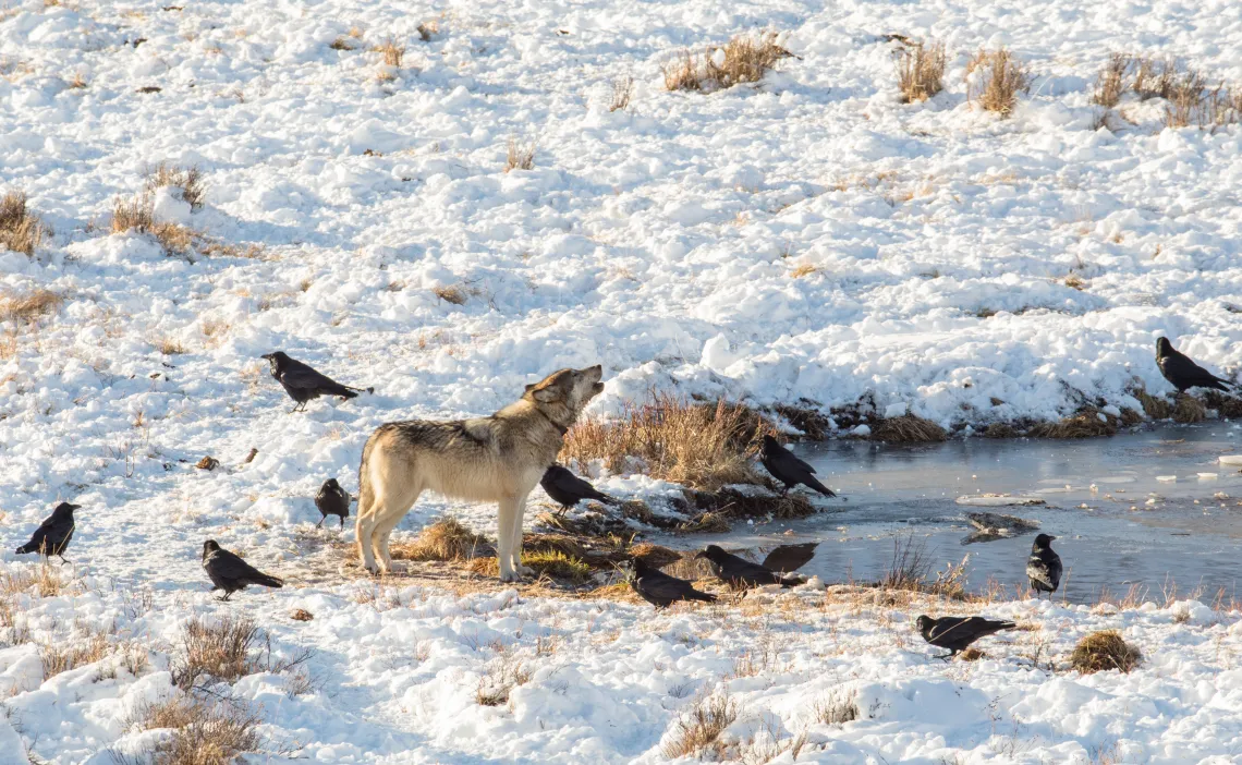 Howling wolf surrounded by black birds on snow