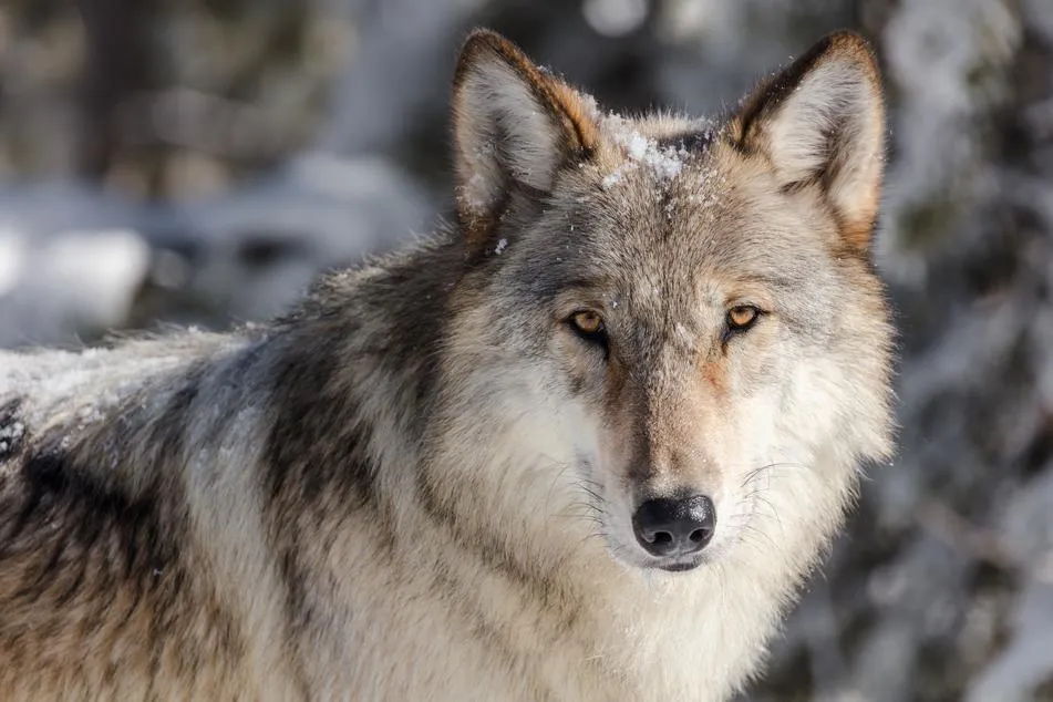 Picture of a wolf looking right at the camera calmly, snow in background