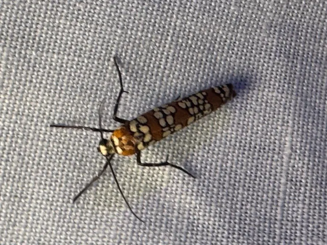 Ailanthus Webworm Moth