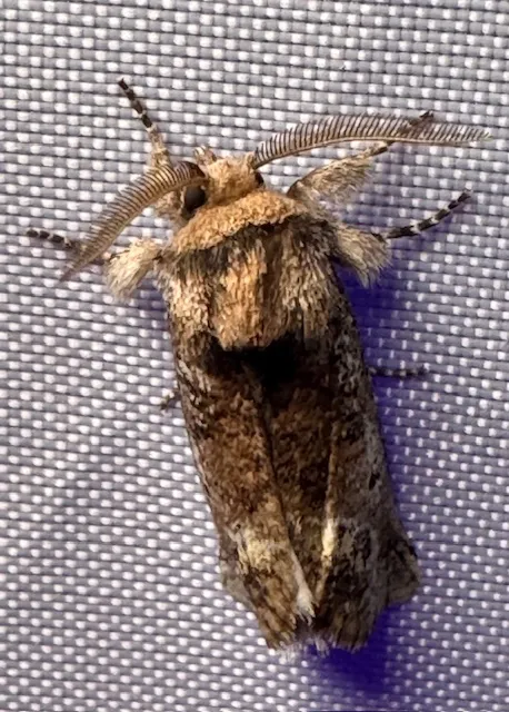 Aon Moth
