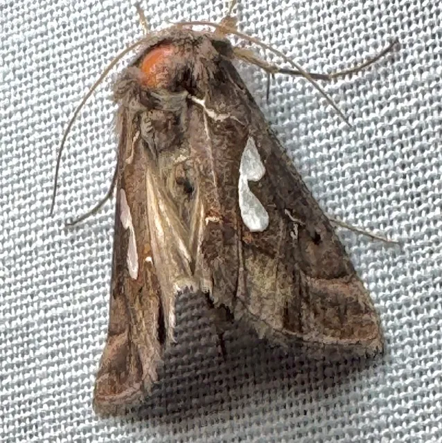 Bilobed Looper Moth