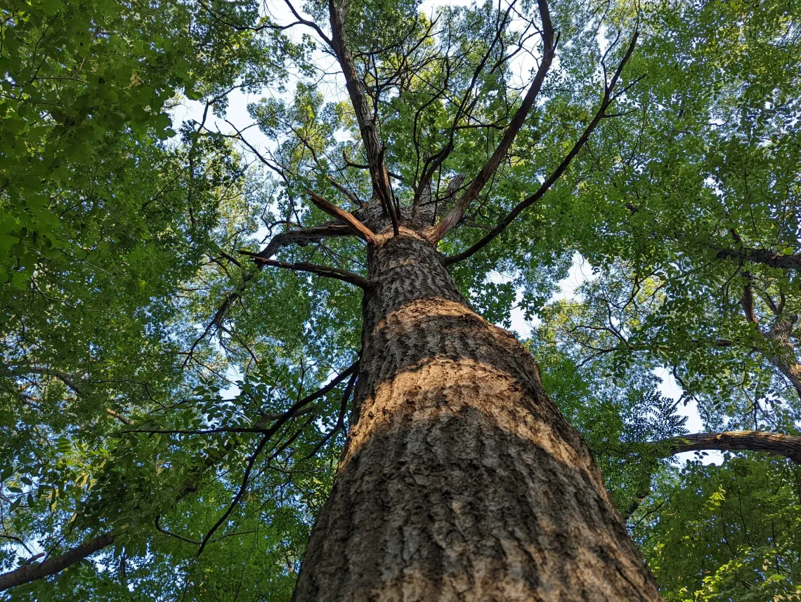 A view from the base of a tree with a large wide trunk and branches starting midway up with green leaves. A smattering of sky is also in view.