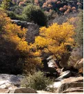 Trees in Cuyamaca