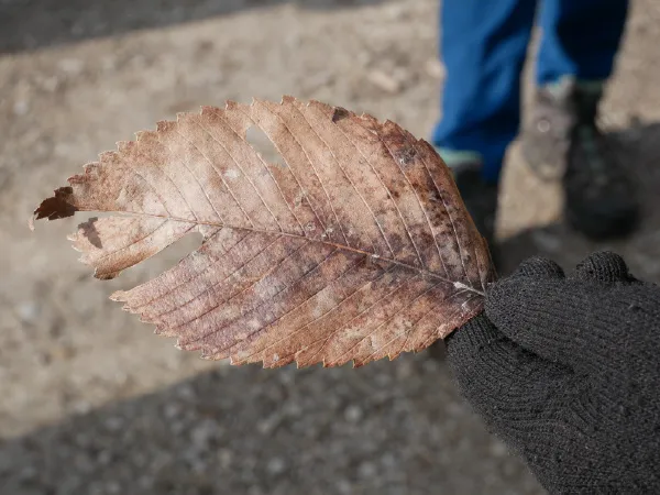 A brown oval shaped leaf with lines at a diagonal angle towards the center