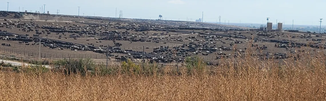 vast outdoor area with cattle
