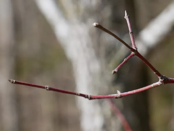 A red stem of a tree in close up
