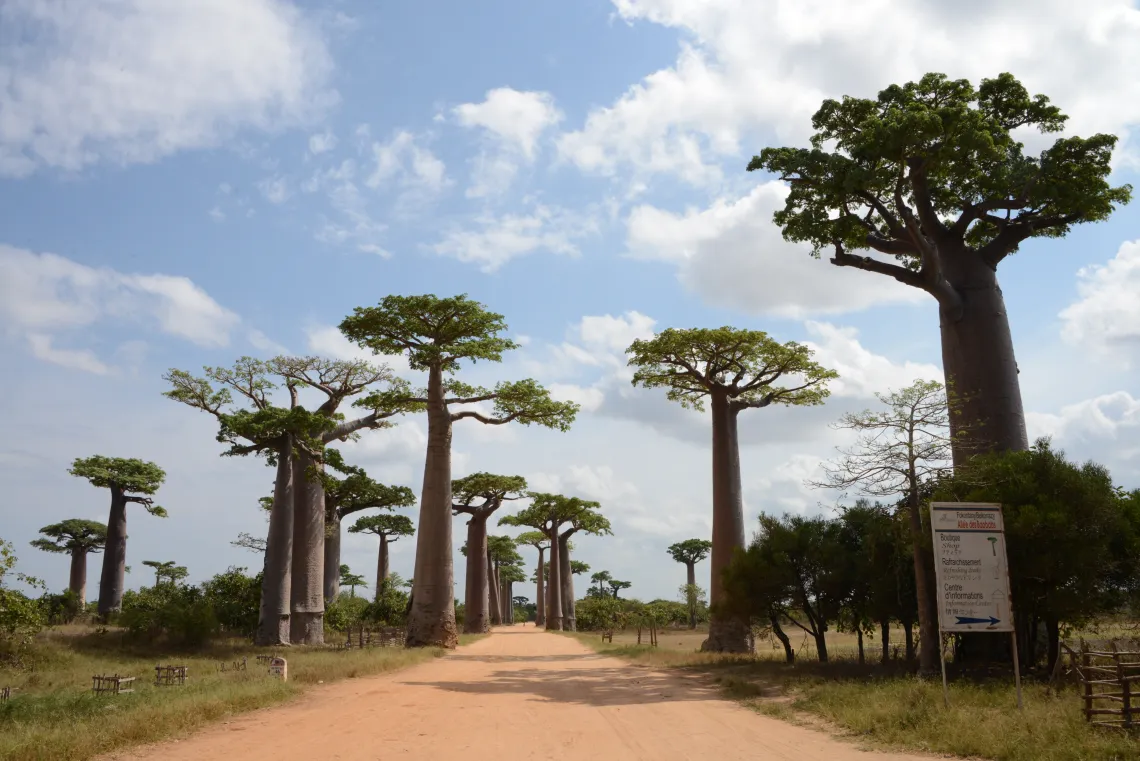 A cluster of trees spread out either side of a light brown/orange path. The trees have wide brown trunks with branches and green leaves only at the very top. The sky is light blue with white clouds.