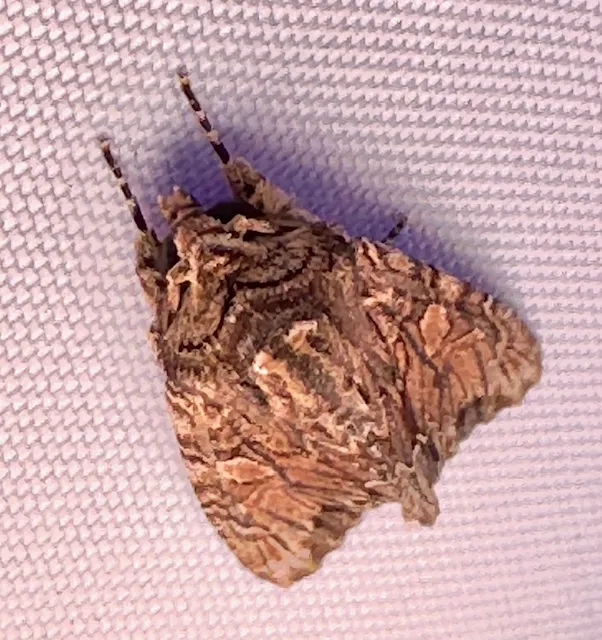 Gray Woodgroin Moth
