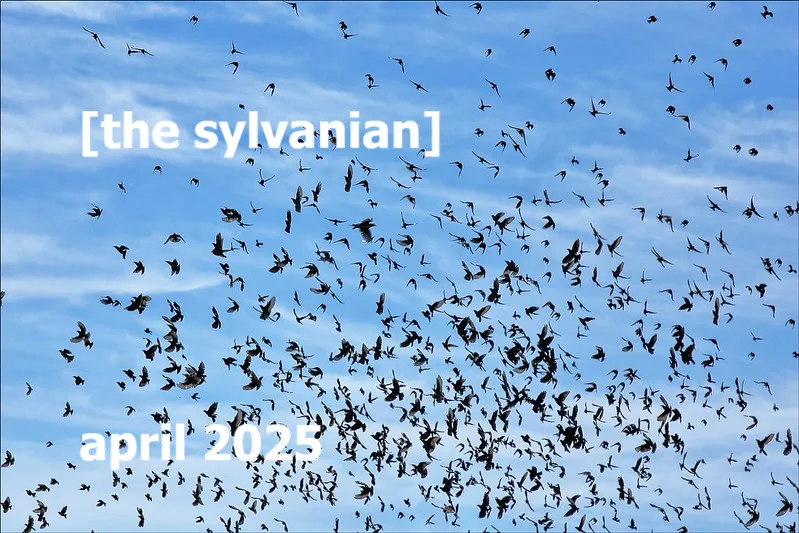 Large flock of birds against a blue sky with wispy clouds