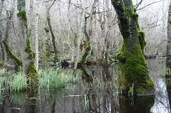 Phinizy Swamp Walk
