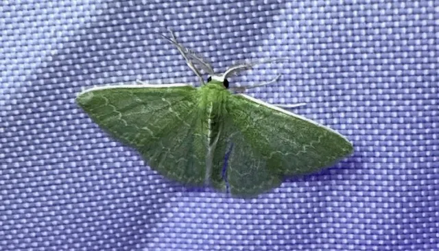 Southern Emerald Moth