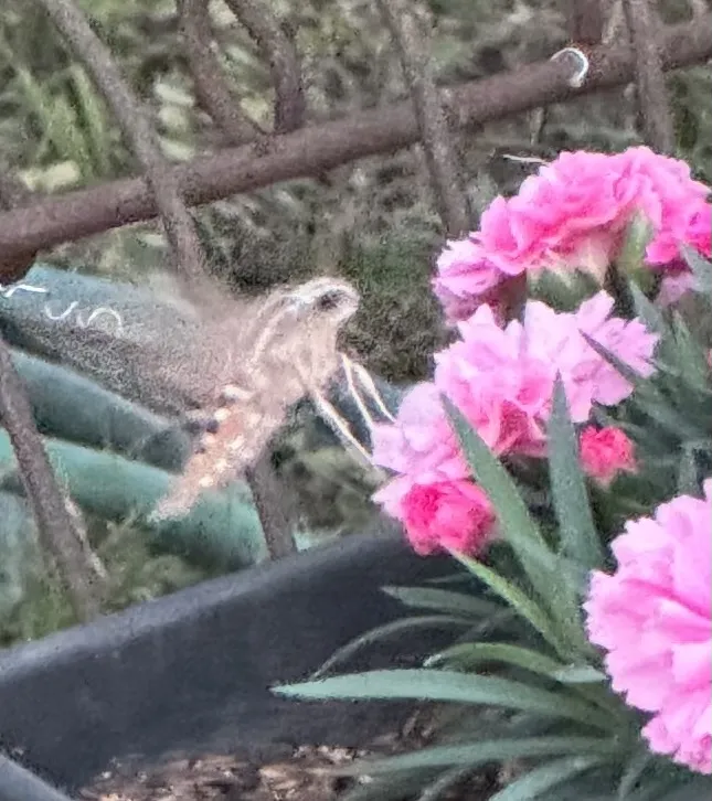 White-lined Sphinx