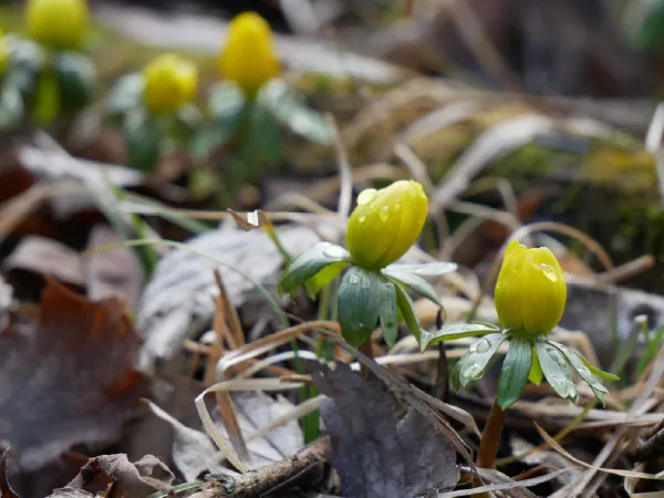 Small yellow flowers in bud, near the ground. They have green leaves around the base of the bud. There are some brown leaves and some grass around the flowers.