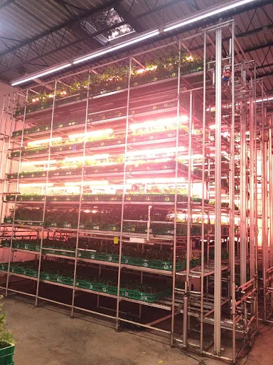 Area 2 Indoor Farm