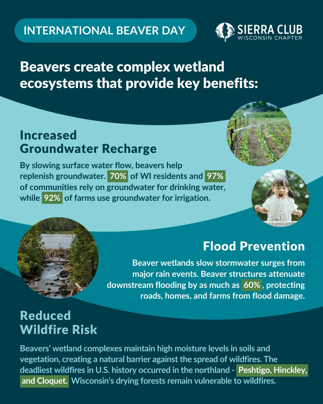 International Beaver Day Infographic