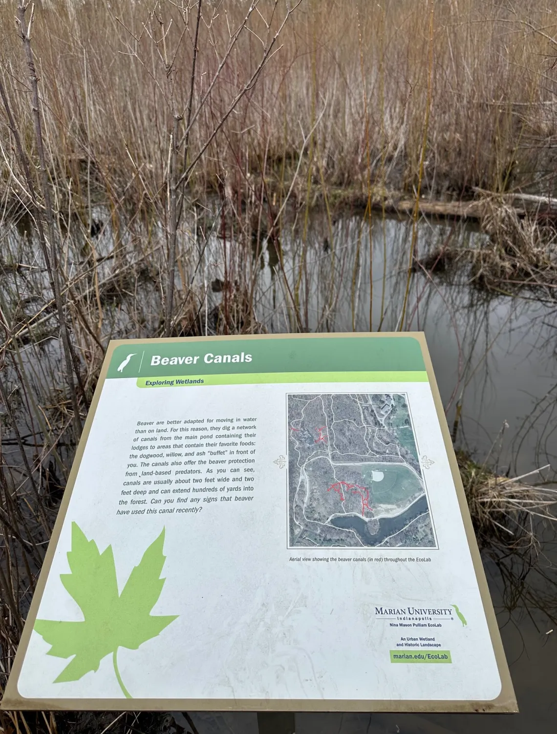 A white and green sign explaining about beaver presence at the EcoLab.