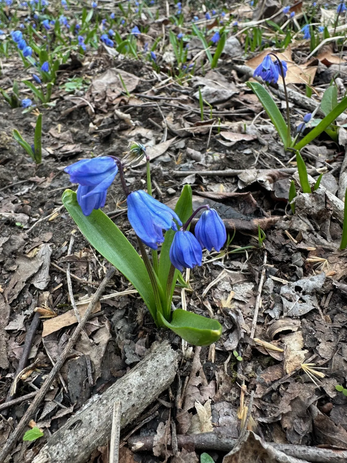A handful of small bluebell flowers growing in the ground. The flowers are bell-shaped and a blue/purple color with green leaves.