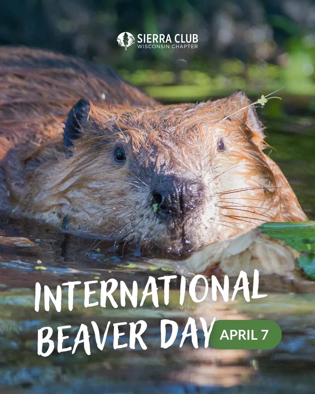 International Beaver Day