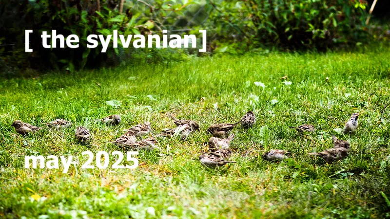 Flock of sparrows on a lawn