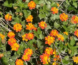 Lantana