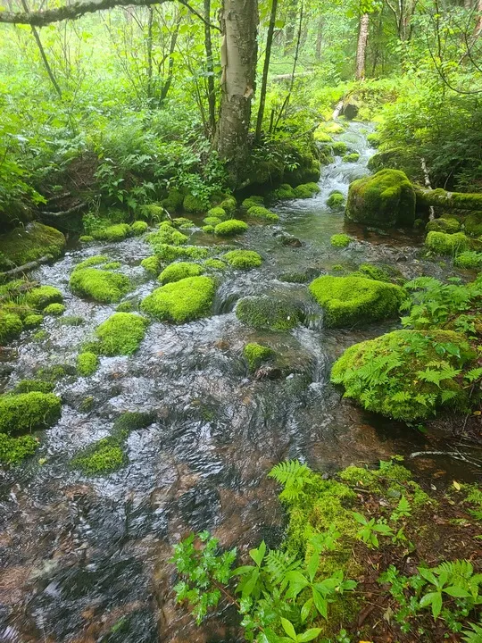 A lovely stream followed by the west side of the Mt. Carleton loop trail.