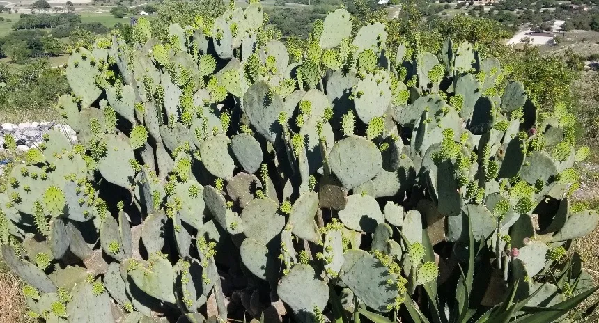 A large plant on my property with at least a hundred pads