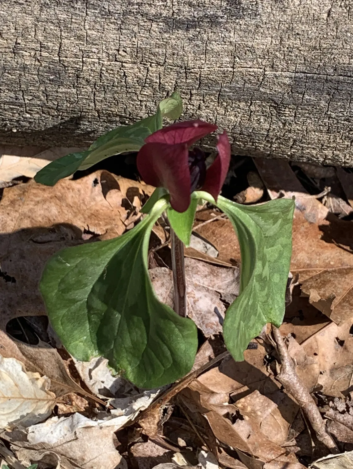 A plant with a red-wine-colored flower with three green mottled leaves. Behind the plant is a felled log, and there are brown leaves on the ground around it.
