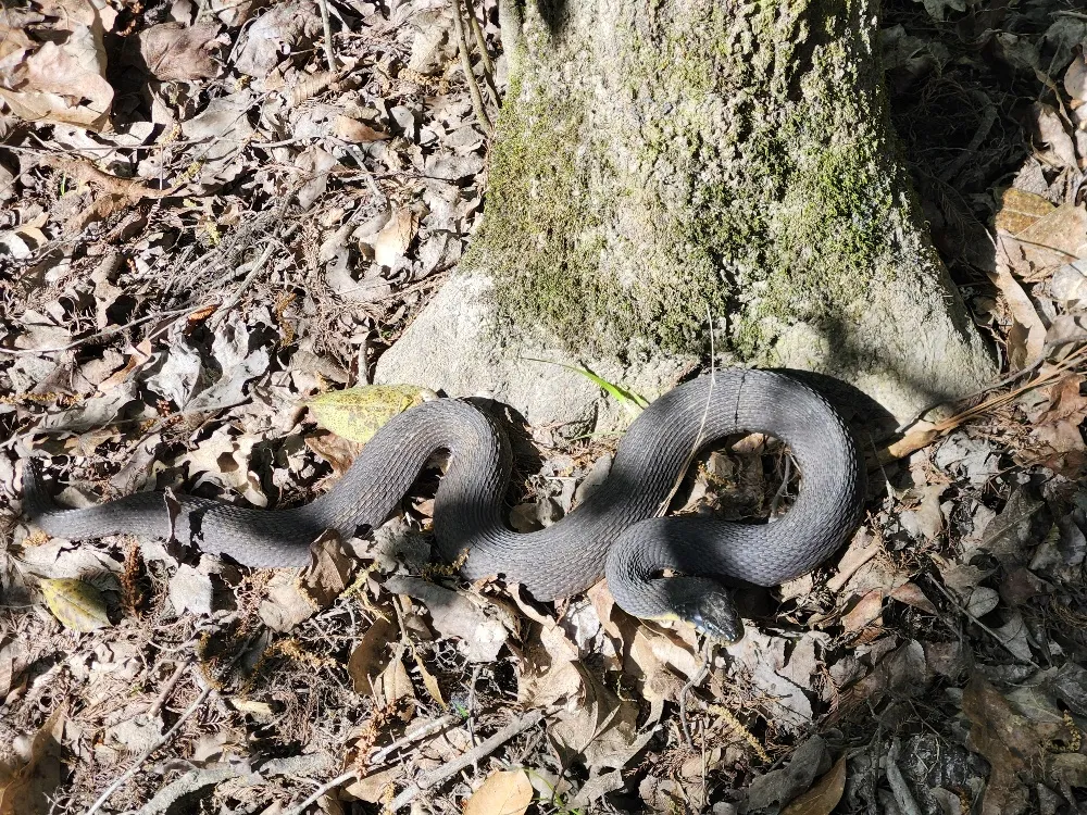 Yellow Bellied Water Snake