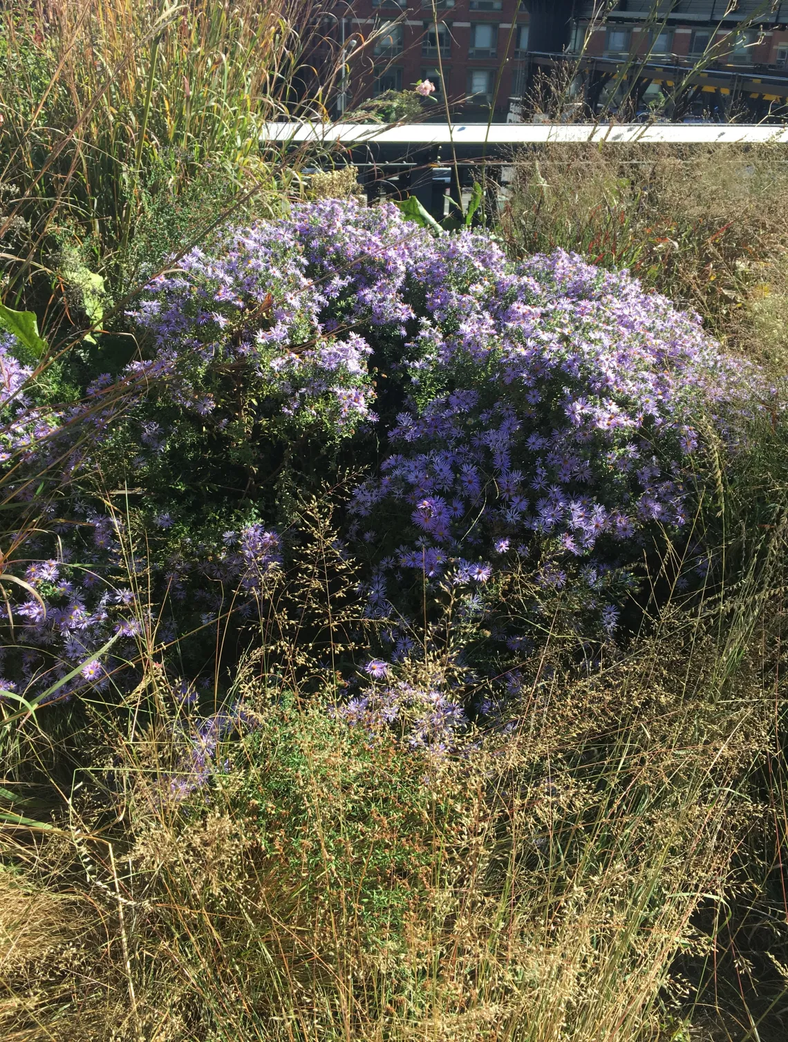 A purple and green plant on a trail