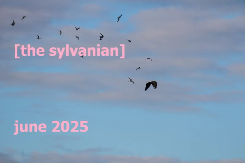 Birds against a partially cloudy sky