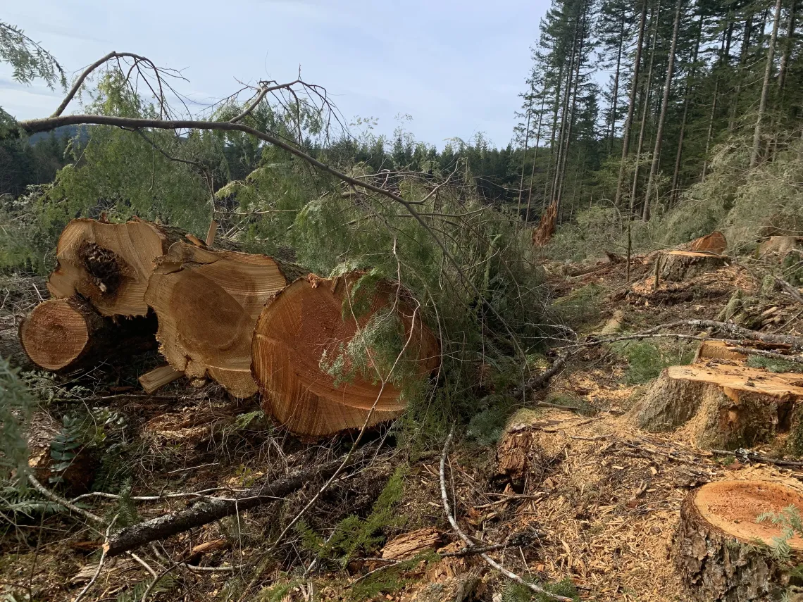 Logging