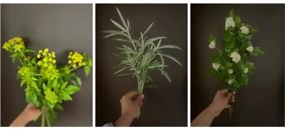 A trio of photos of cut plants and flowers, photographed so the hand holding the flowers is in shot. The photos are taken against a dark gray background. The first flower has bright yellow flower heads and green leaves and stems. The second has green leaves and no flowers. The third has pale yellow flowers and green leaves.