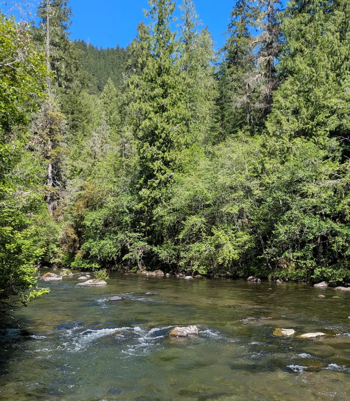 A photo of a medium sized green river surrounded by large trees on a sunny day.