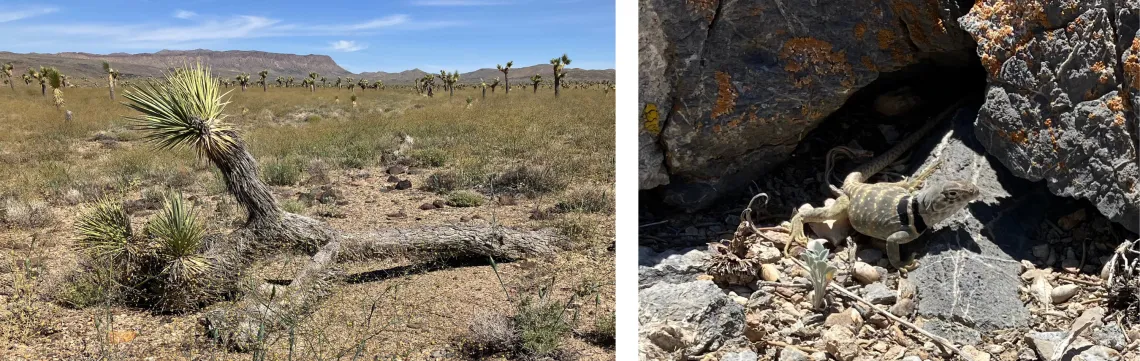 Conglomerate Mesa Photos