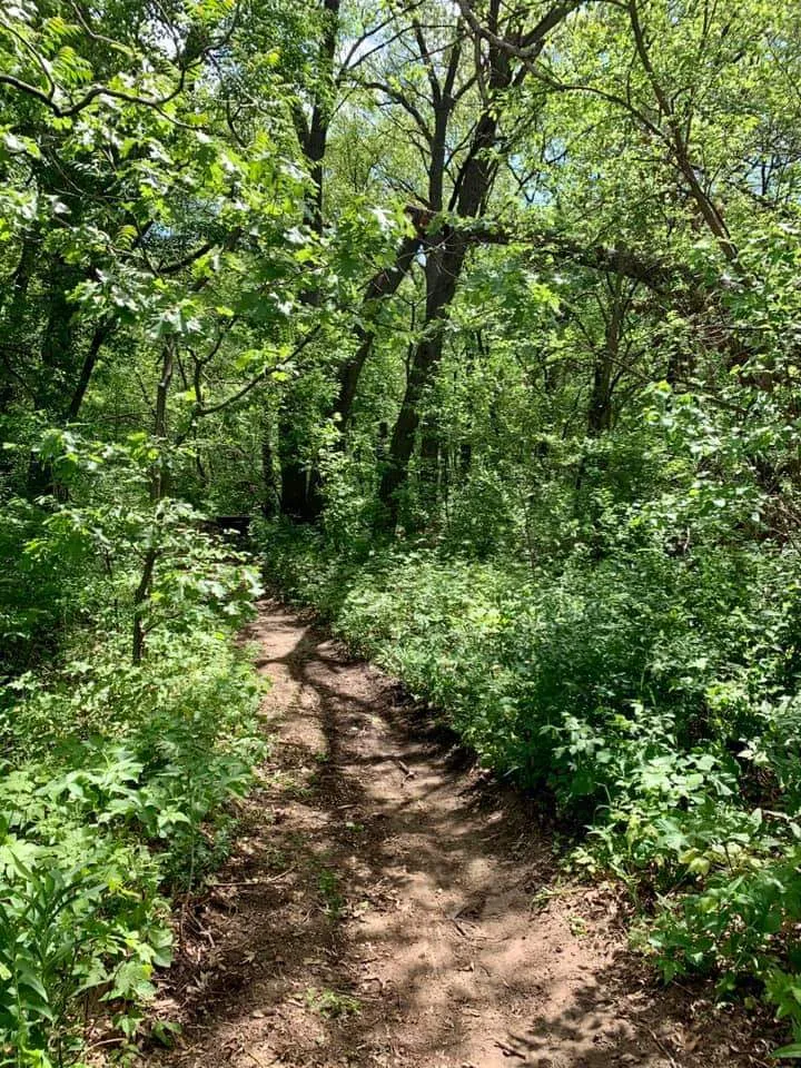 A path through a forest with dense trees with green leaves