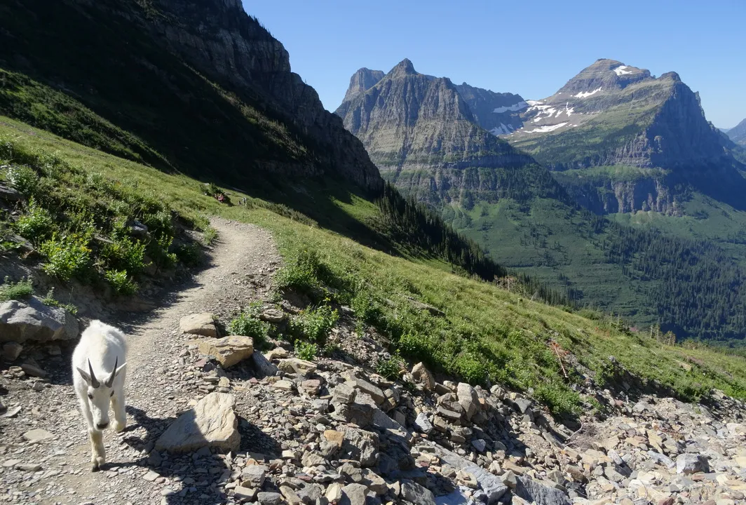 On the Highline Trail looking SSE. This mountain goat apparently was accustomed to intruding 