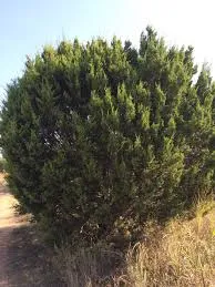ash juniper tree