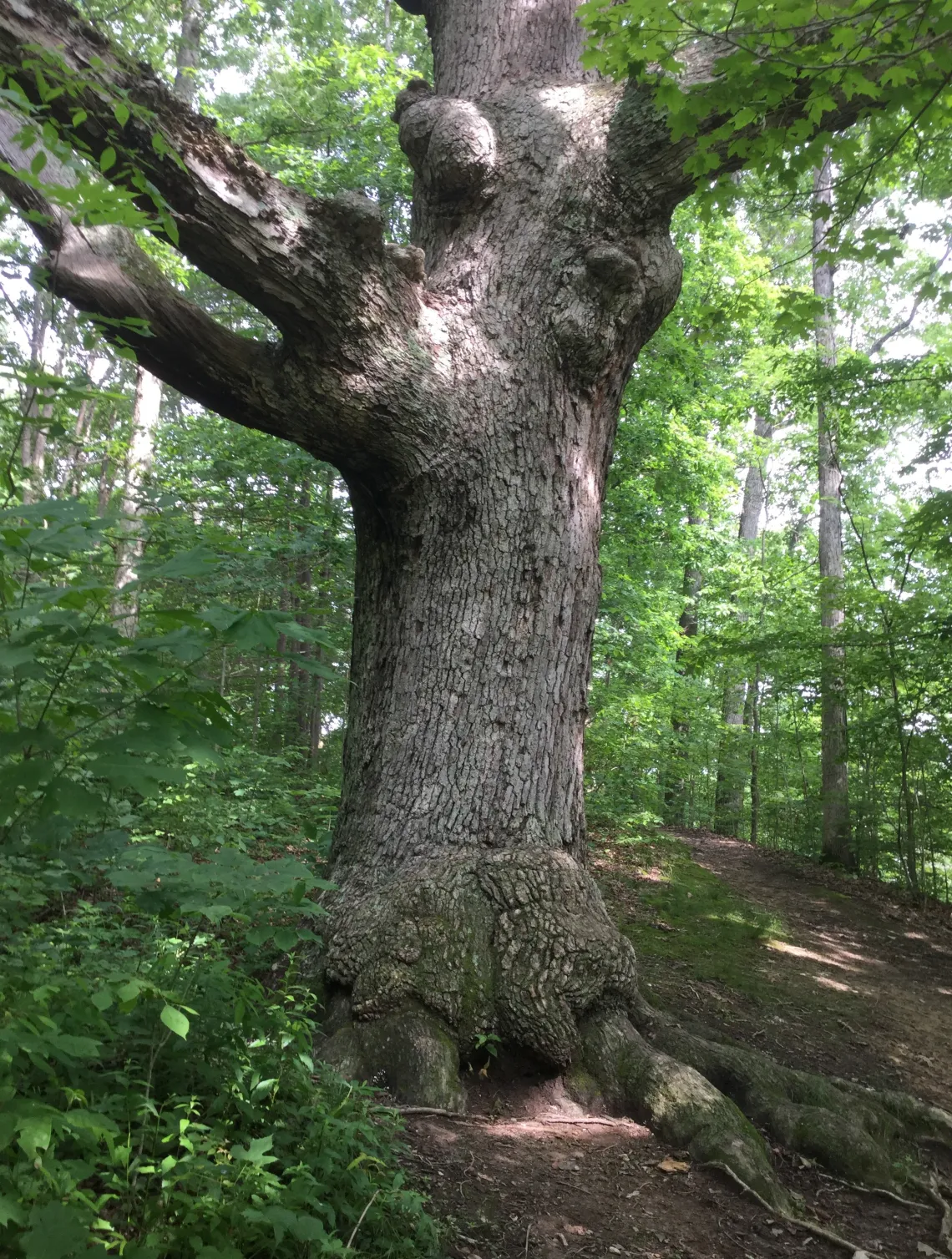 The trunk of a large oak tree with knobbly burrs and thick branches in a wood. The trees around it have green leaves.