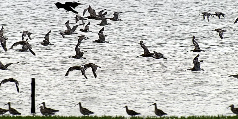 Black & white photo of birds flying over water