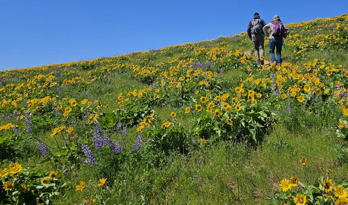 Memaloose Hike