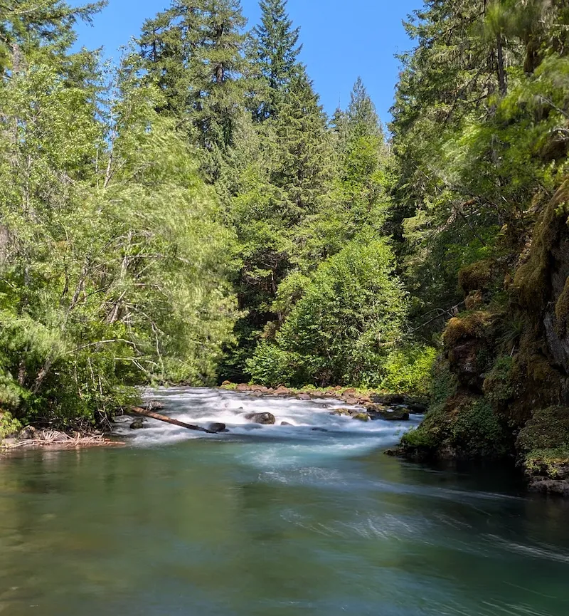 A fast moving river surrounded by tall green evergreen trees on a sunny day