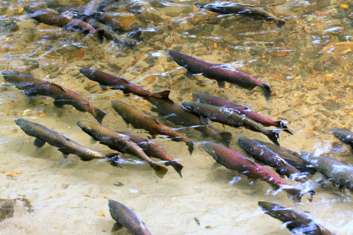 A school of fish swim in a shallow river
