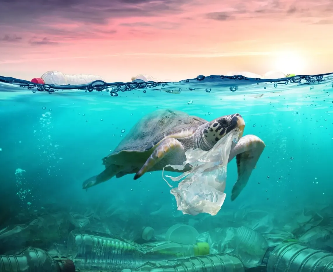 sea turtle with plastic bag in mouth, plastic bottles below