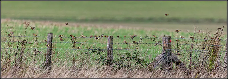 Goldfinch on a fence in front of a green field