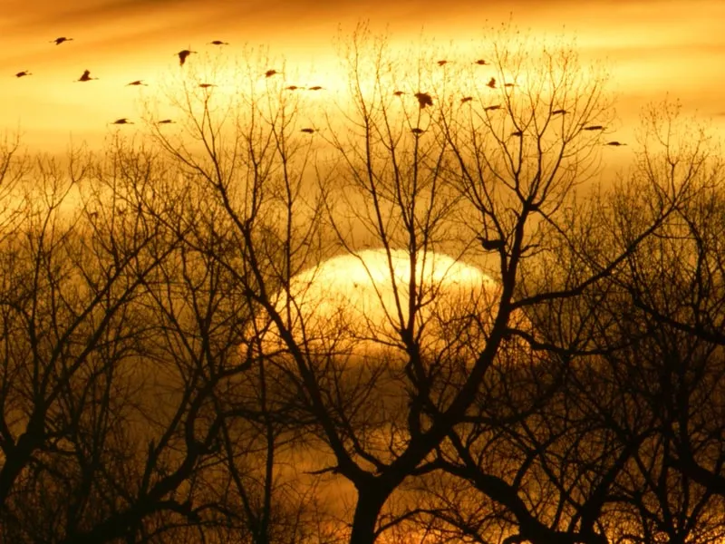 Birds flying across a wetland as the sun is setting